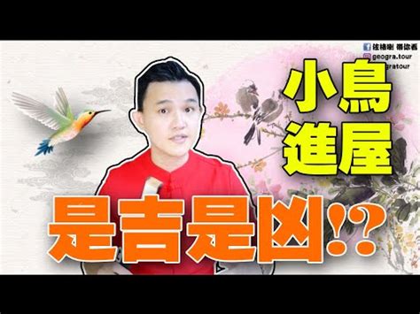 撿到鳥運勢|【家裡出現鳥】家裡鳥進來有什麼好兆頭？自來鳥寓意大公開！